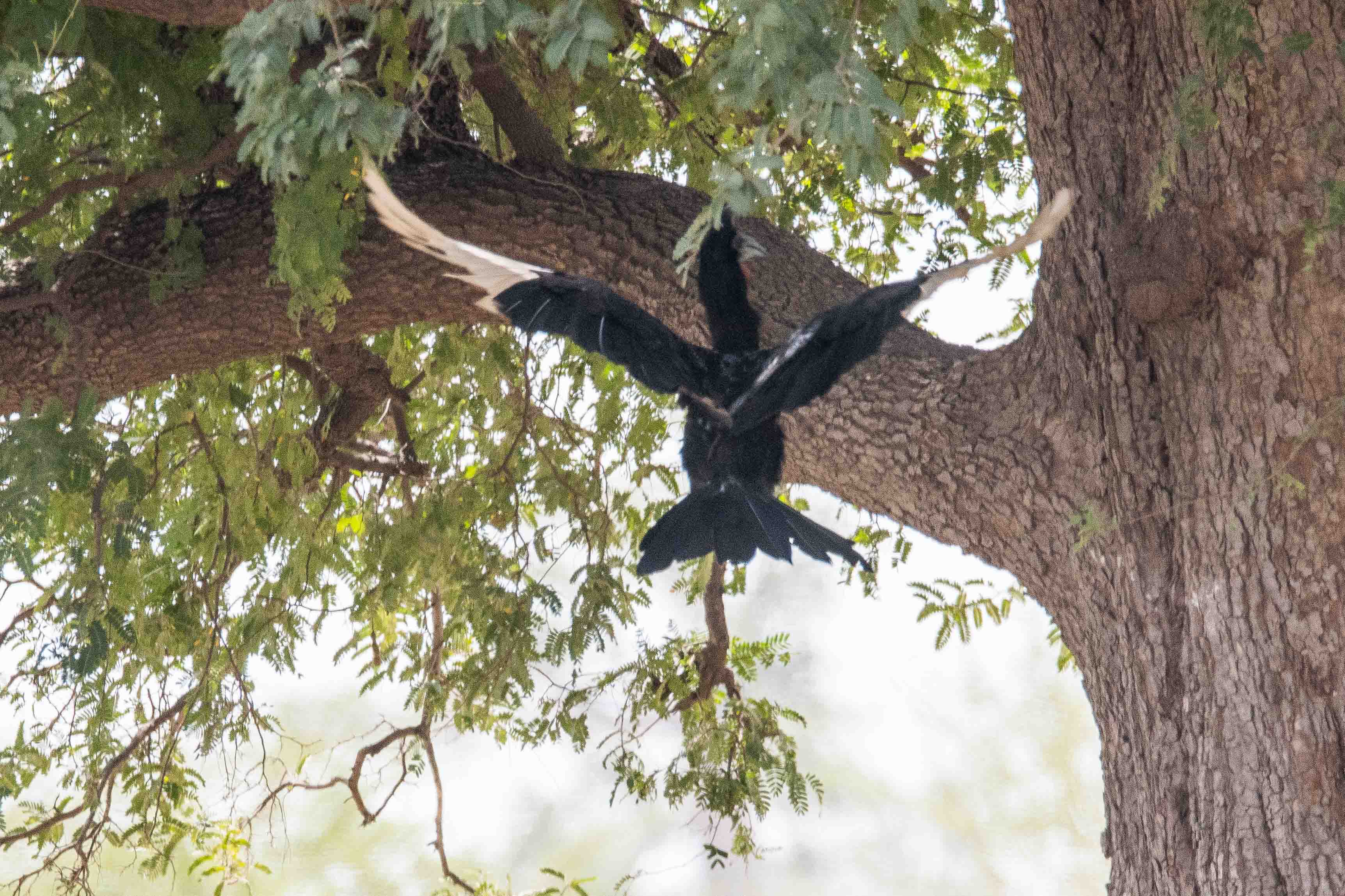 Bucorve d'Abyssinie (Abyssinian ground Hornbill, Bucorvus Abyssinicus), envol d'un mâle adulte, Région de Kaolack, Sénégal.